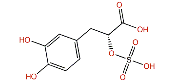 (R)-3-(3,4-Dihydroxyphenyl)-2-(sulfooxy)-propanoic acid
